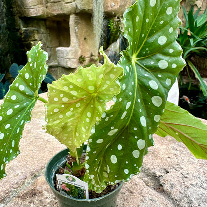 Angel Wing Begonia ‘Flamingo Queen’