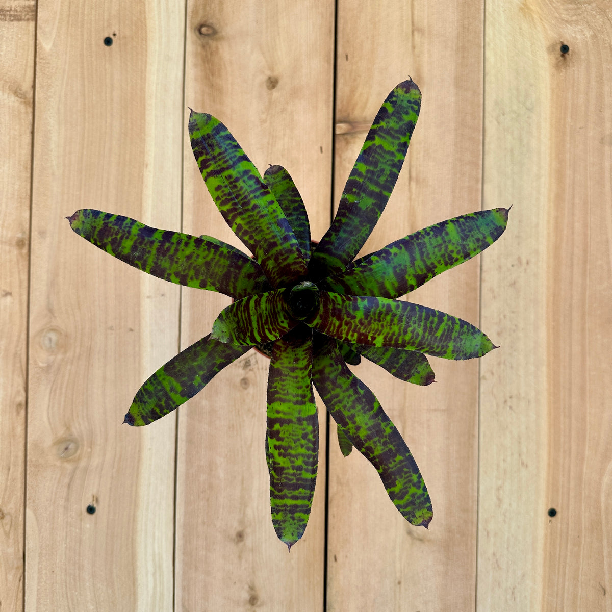 Neoregelia ‘Savoy Truffle’