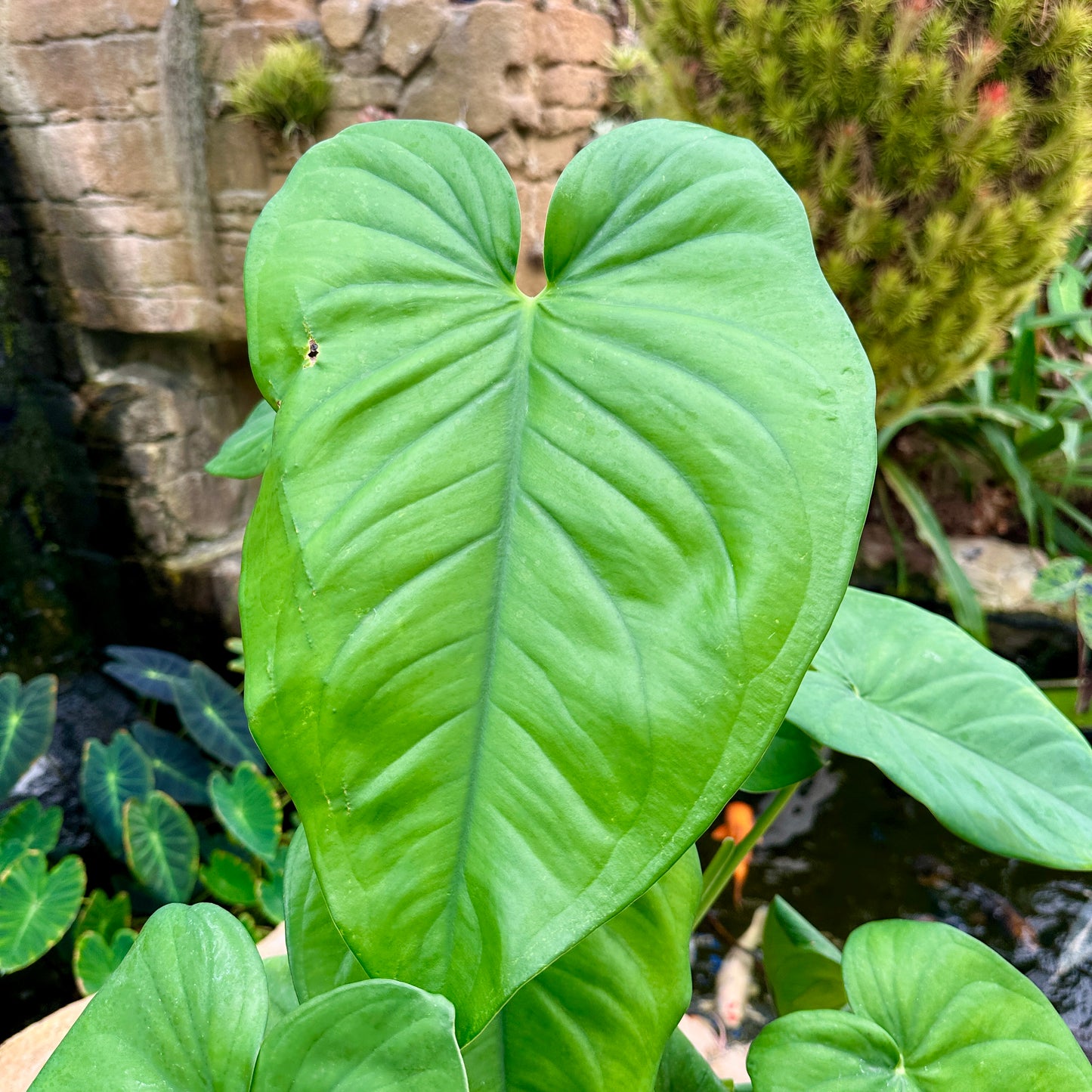 Syngonium chiapense