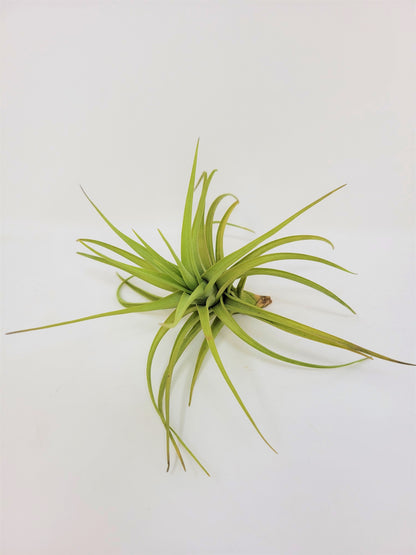 Tillandsia 'Bella'