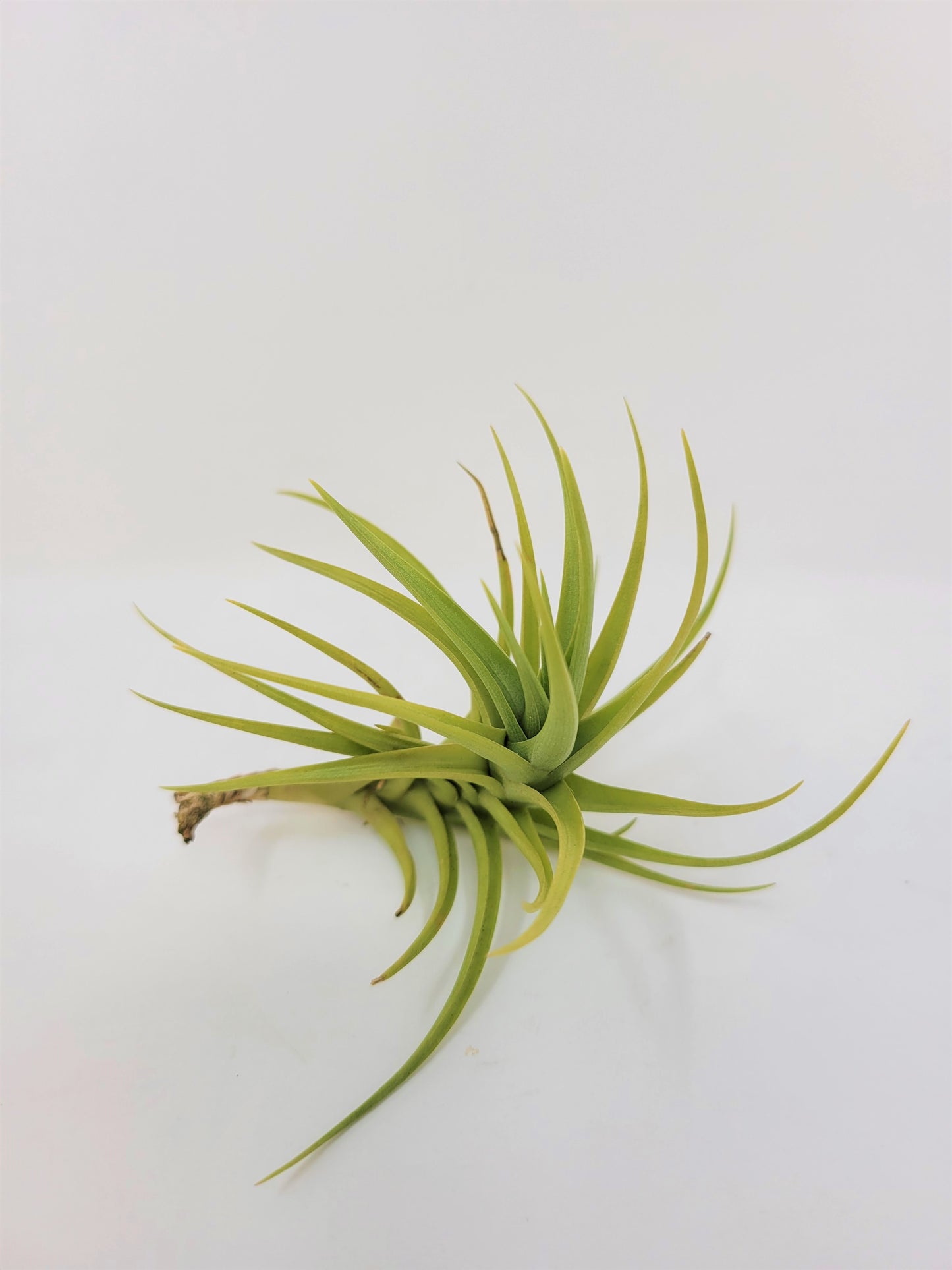 Tillandsia 'Bella'