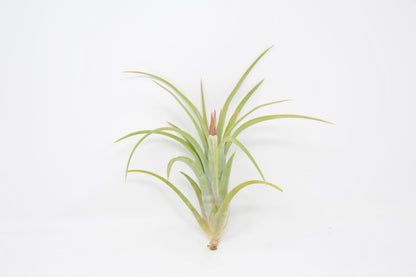 Tillandsia 'Bonjour'