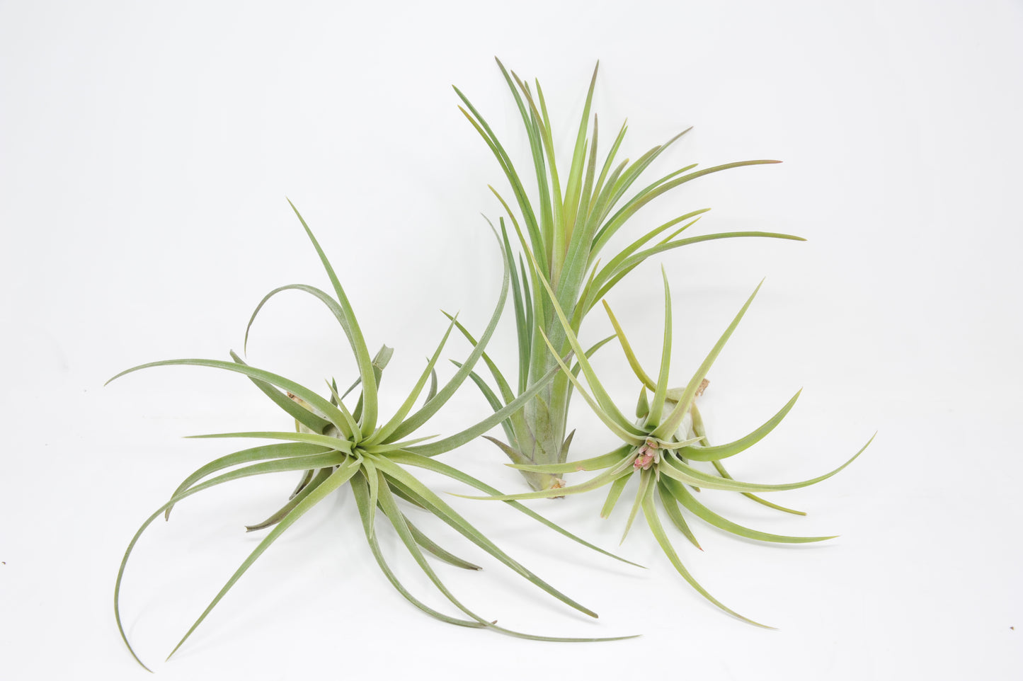 Tillandsia 'Bonjour'