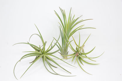 Tillandsia 'Bonjour'