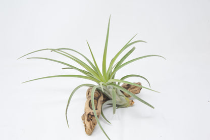 Tillandsia 'Bonjour'