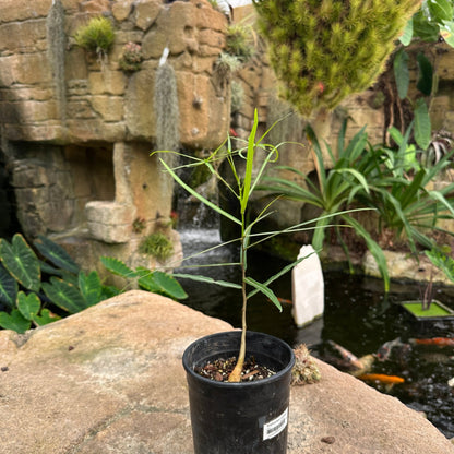 Brachychiton rupestris - Queensland Bottle Tree - Rainforest Flora