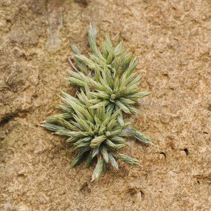 Tillandsia minutiflora