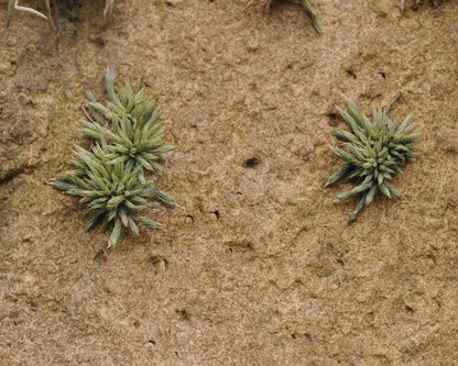 Tillandsia minutiflora