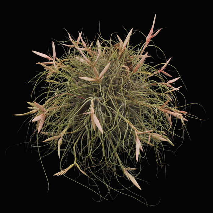 Tillandsia butzii