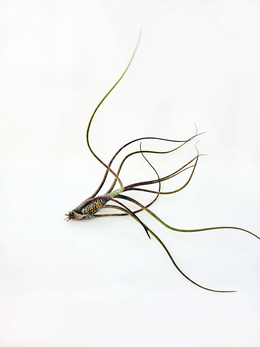 Tillandsia butzii