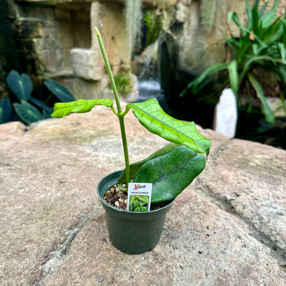 Hoya globulosa