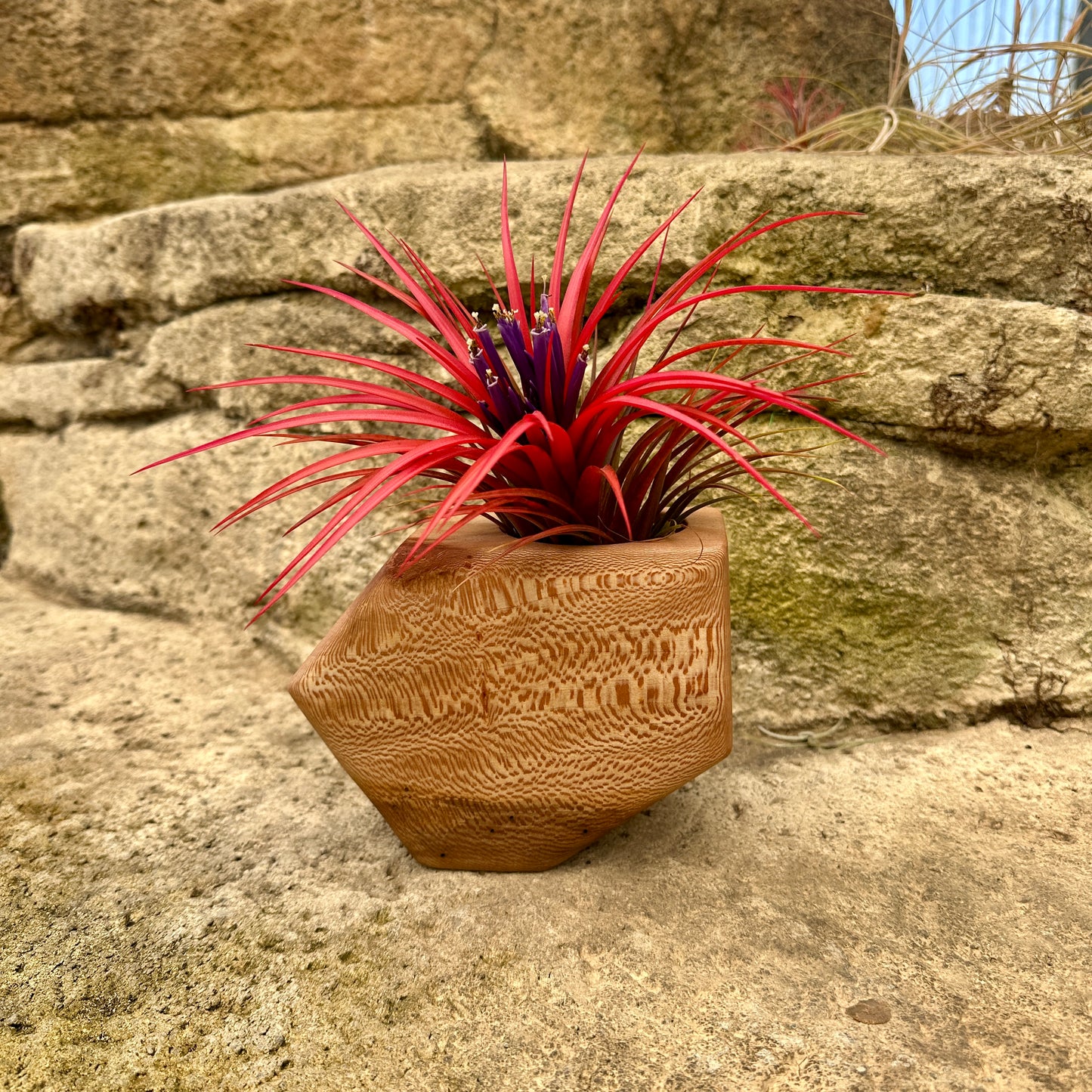 Boyce Studio Original Wood Air Plant Holder