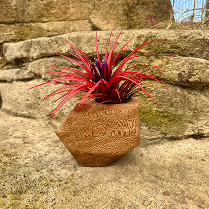 Boyce Studio Original Wood Air Plant Holder