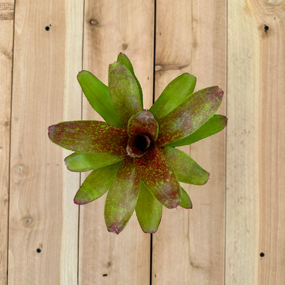 Mini Neoregelia ‘Cooloola Romance’ (N. ‘Little Dazzler’ x N. ‘Flirting with Fire’)