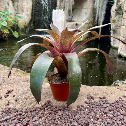 Vriesea 'Sherlette Shiigi' (V. fosteriana ‘Red Chestnut’ x V. ‘Hawaiian Sunset’)