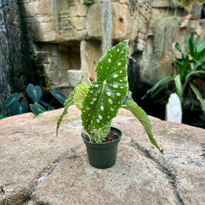 Angel Wing Begonia ‘Flamingo Queen’