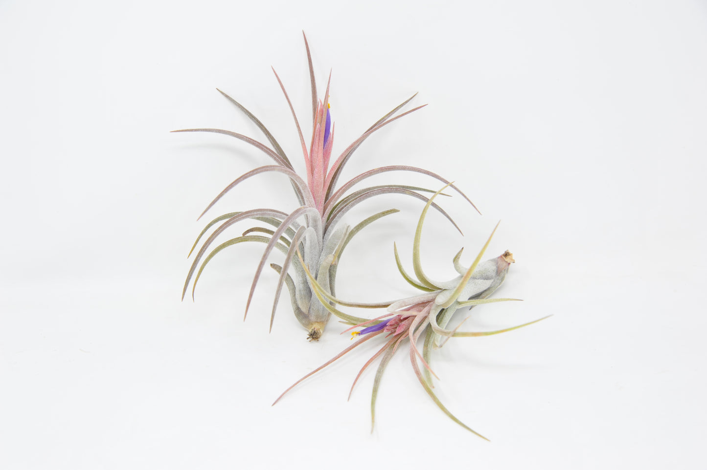 Tillandsia 'Califano'