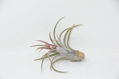 Tillandsia 'Califano'