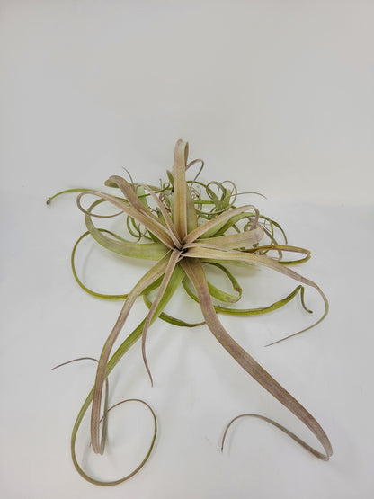 Tillandsia 'Crowning Glory'