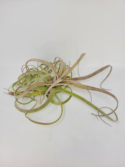 Tillandsia 'Crowning Glory'