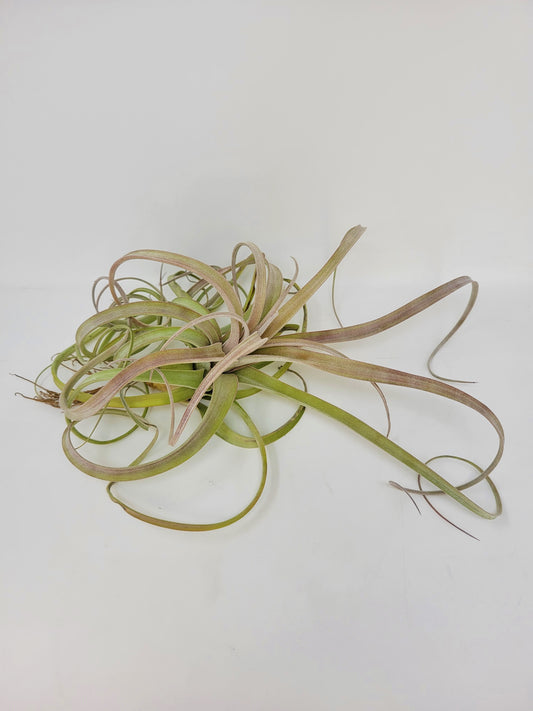 Tillandsia 'Crowning Glory'