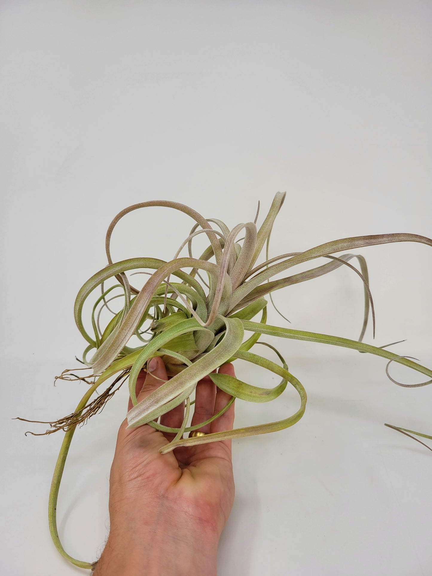 Tillandsia 'Crowning Glory'