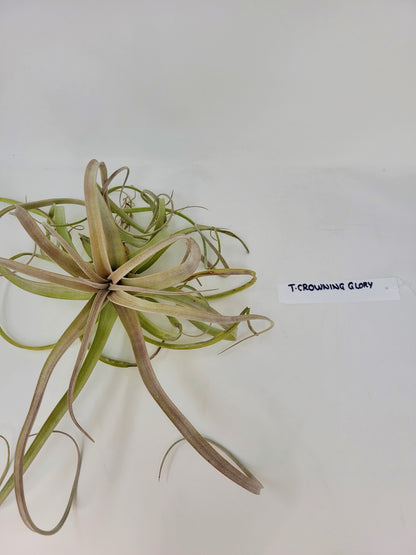 Tillandsia 'Crowning Glory'