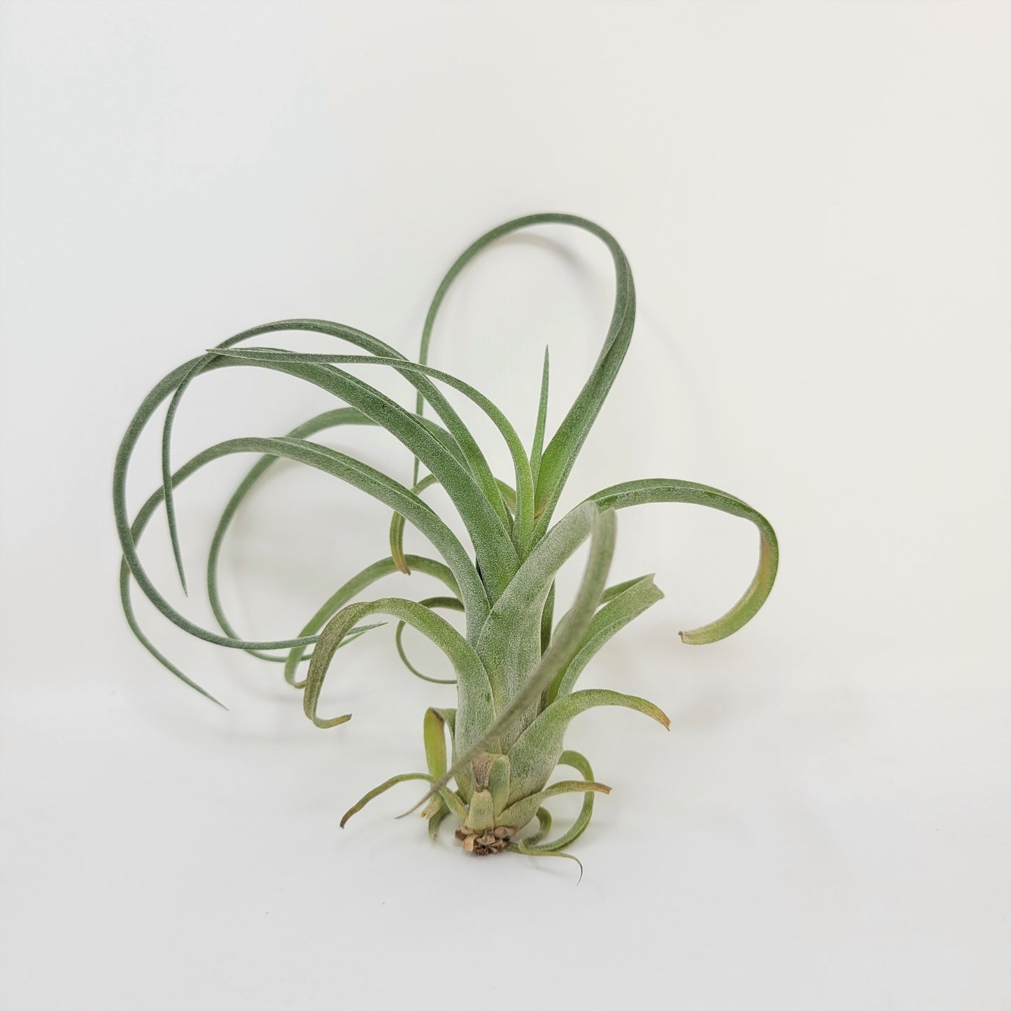 Tillandsia 'Curly Slim'