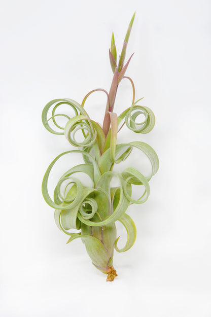 Tillandsia 'Curly Slim'