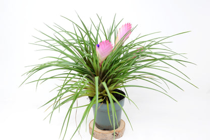 Tillandsia cyanea