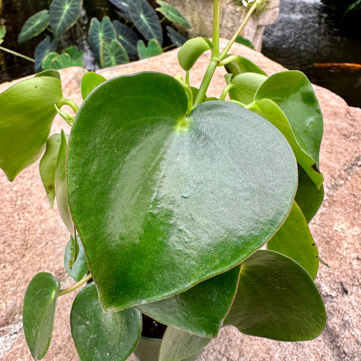 Peperomia polybotrya