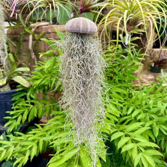 Sea Urchin Jellyfish Air Plant