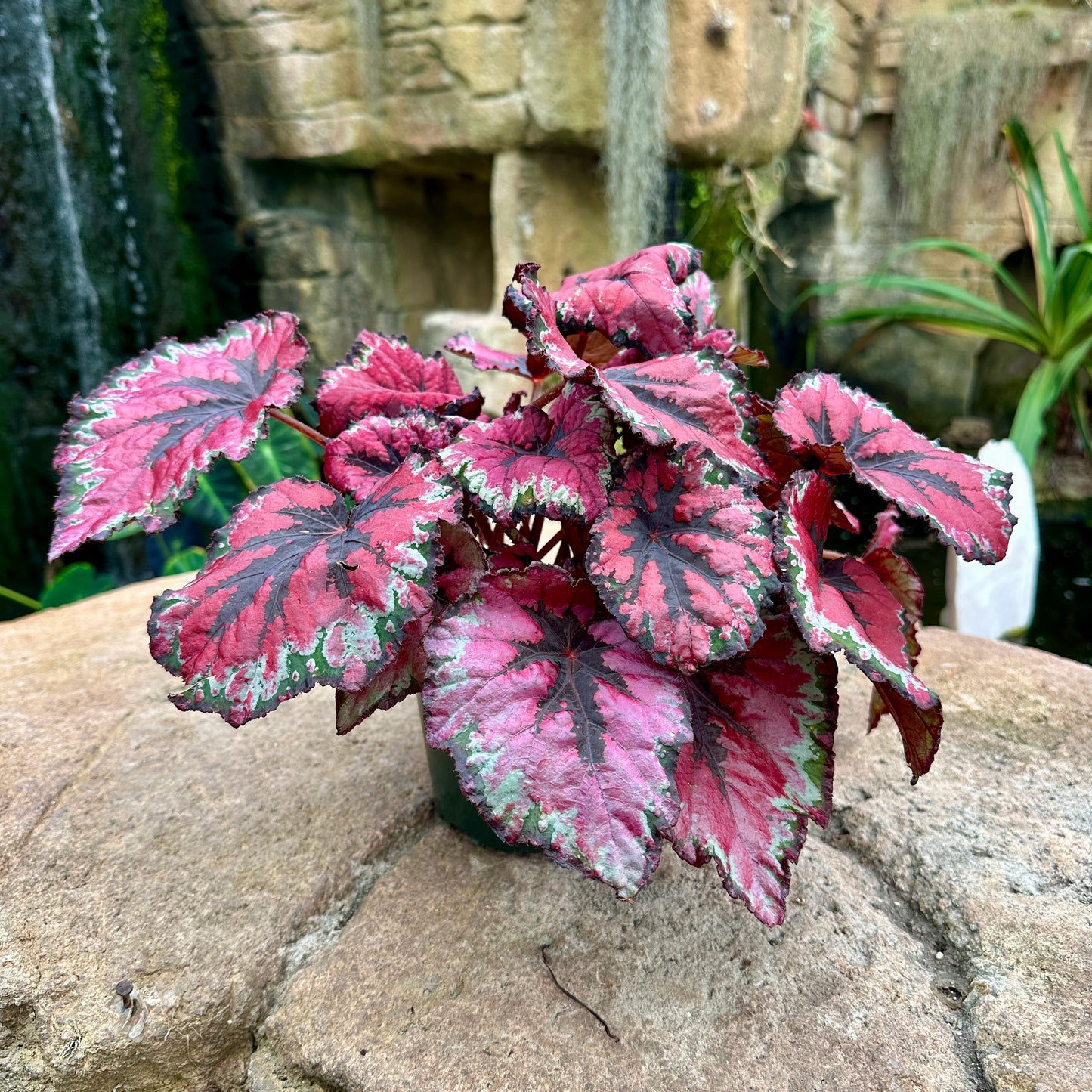 Assorted Rex Begonia