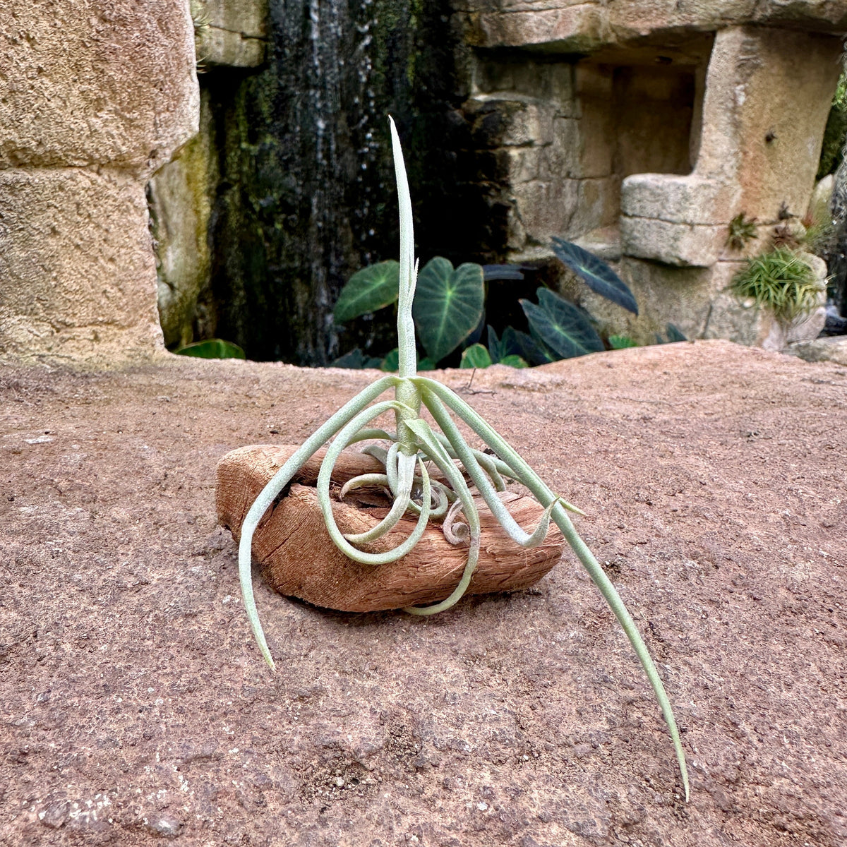 Tillandsia Mini Mounted On Grapewood Sitting