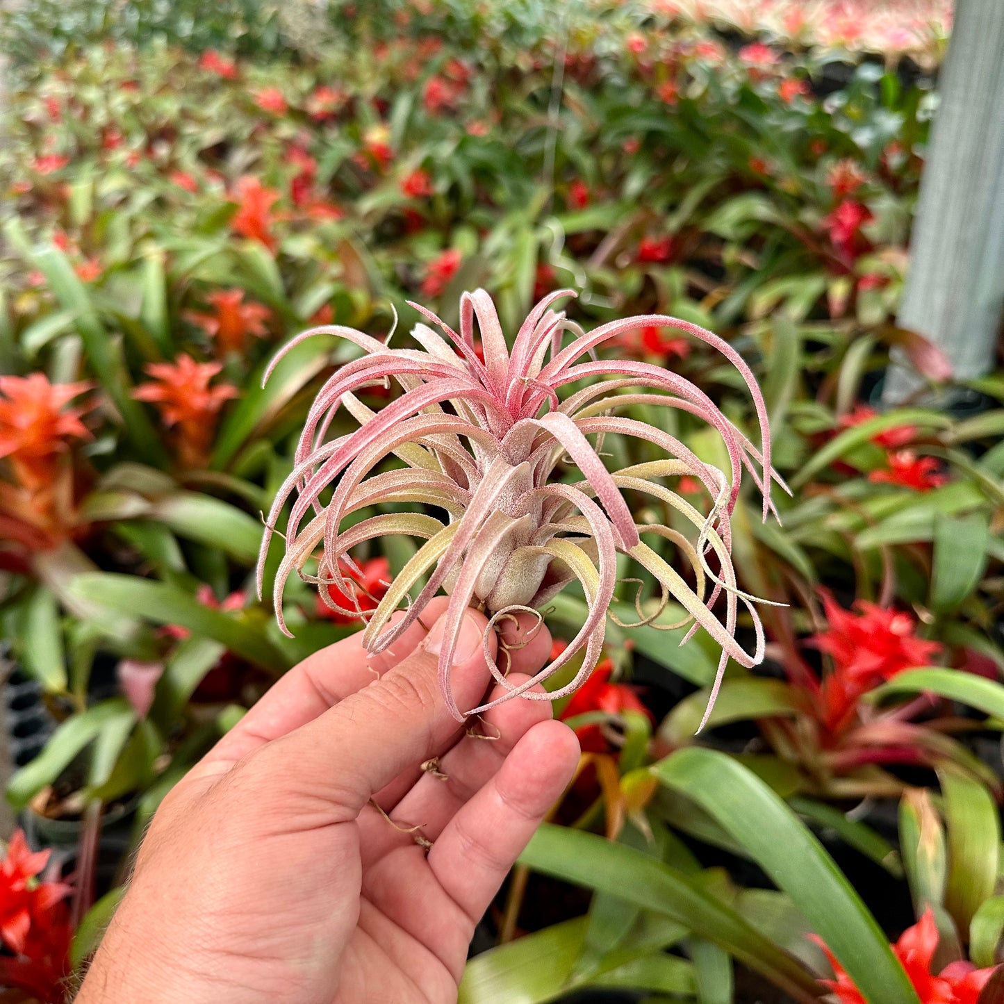 Tillandsia ‘The Twisted Predator’ (T. ionantha Predator x T. streptophylla)
