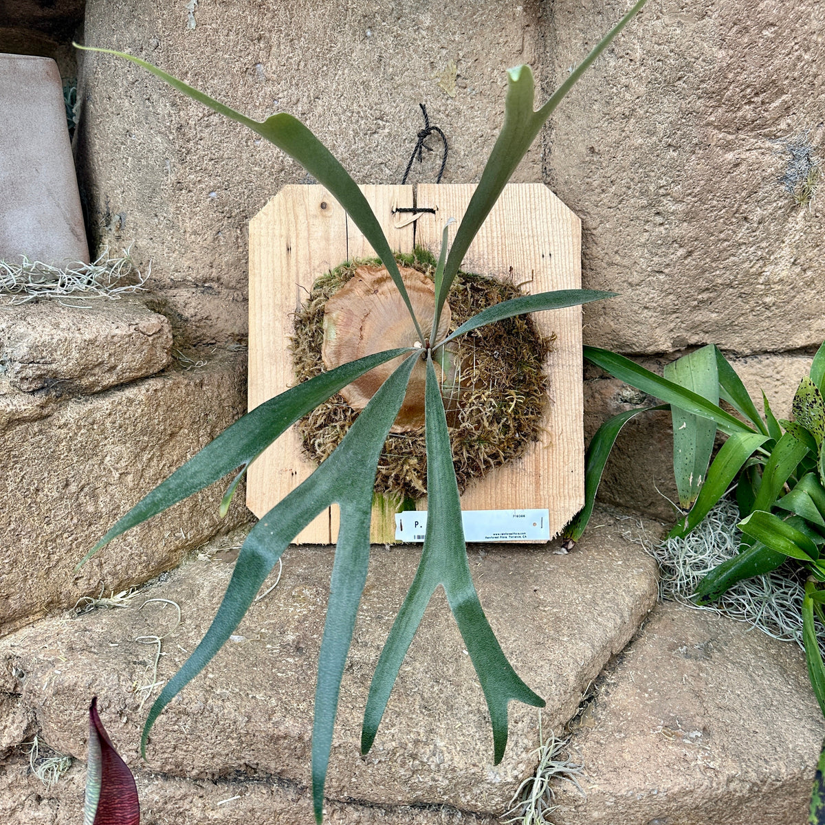 Platycerium ‘Pumila’ (Staghorn fern)