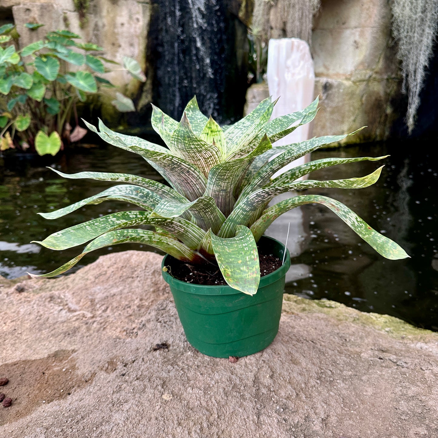 Vriesea tesselata ‘Nova’
