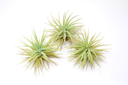 Tillandsia didisticha