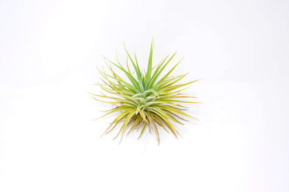 Tillandsia didisticha