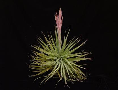 Tillandsia didisticha