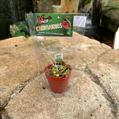 Dionaea muscipula (Venus Flytrap)
