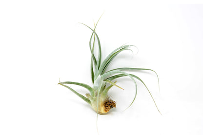 Tillandsia 'Don Walsh'