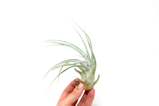 Tillandsia 'Don Walsh'