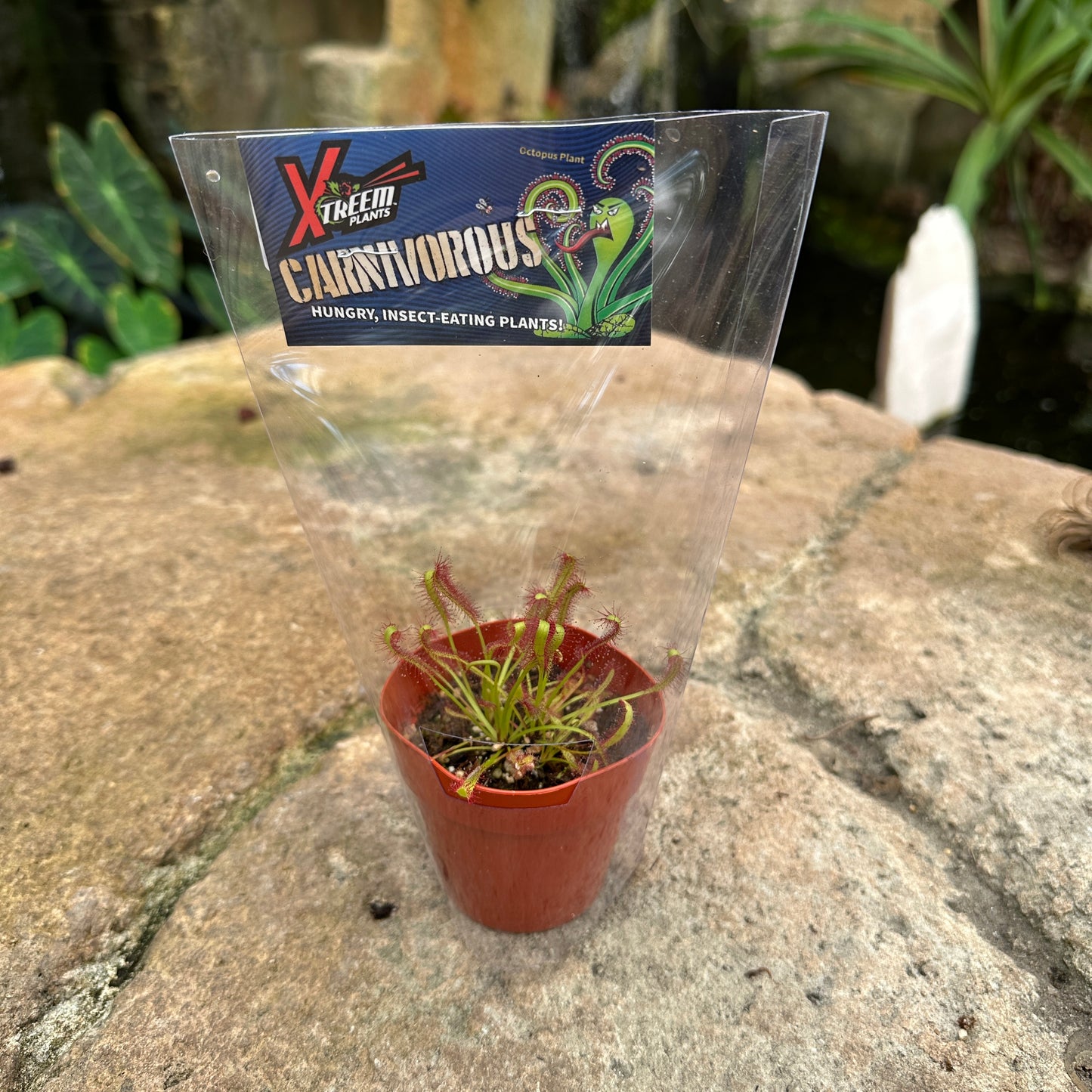 Drosera spp (Octopus Plant)