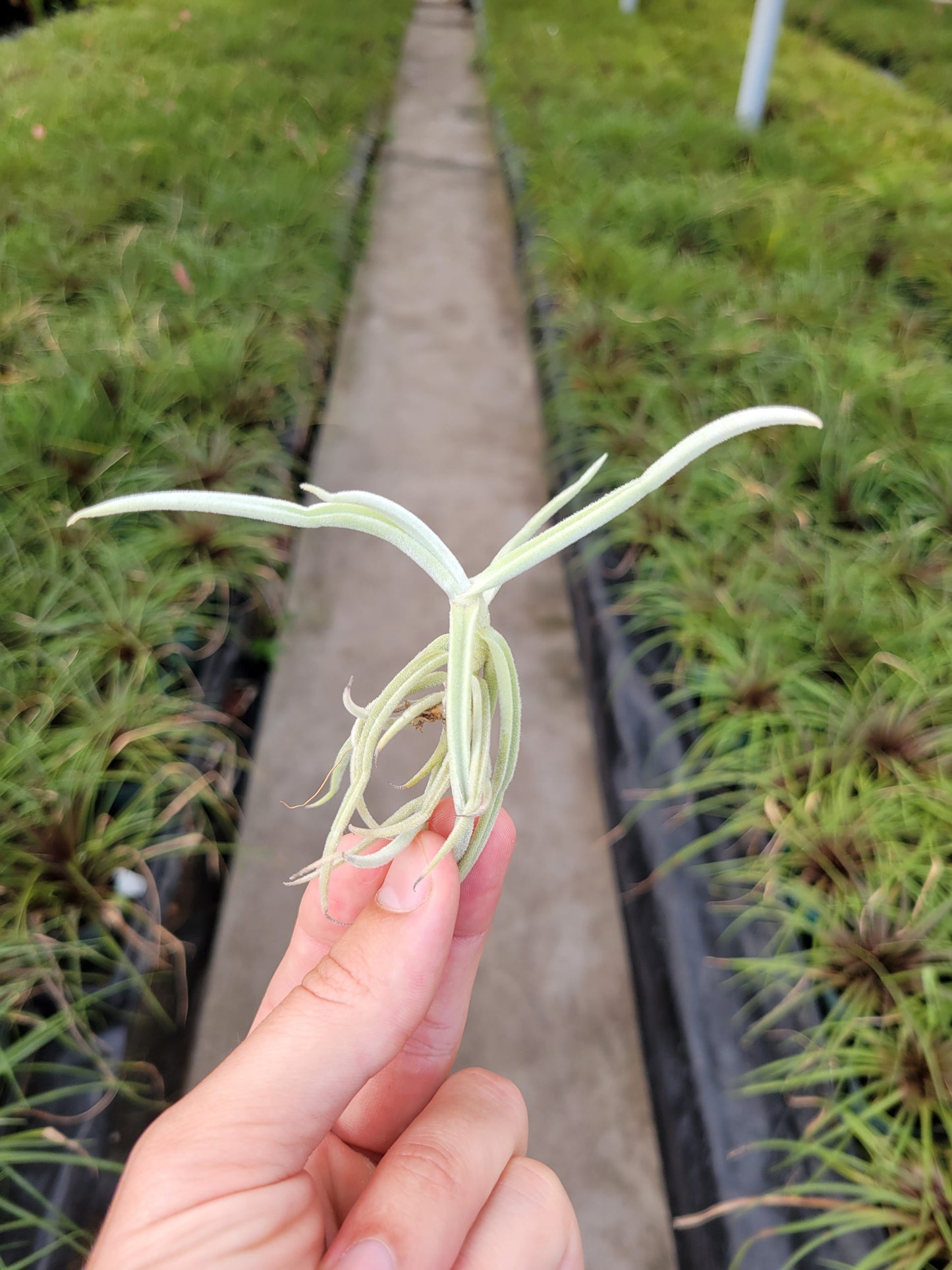 Tillandsia duratii