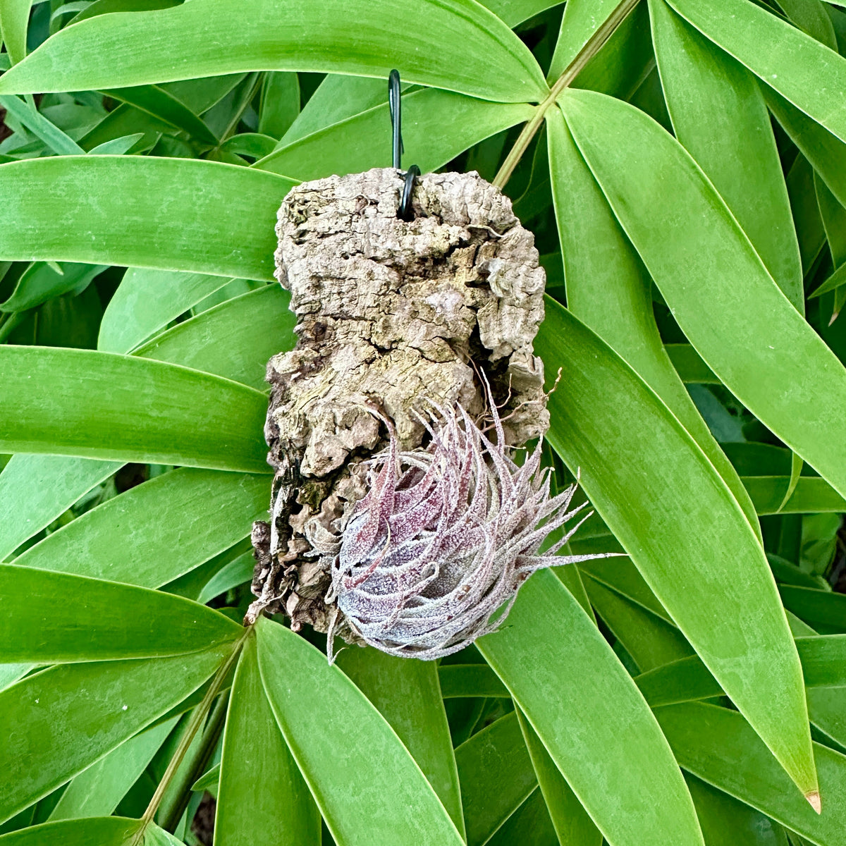 Specimen 43, One Available