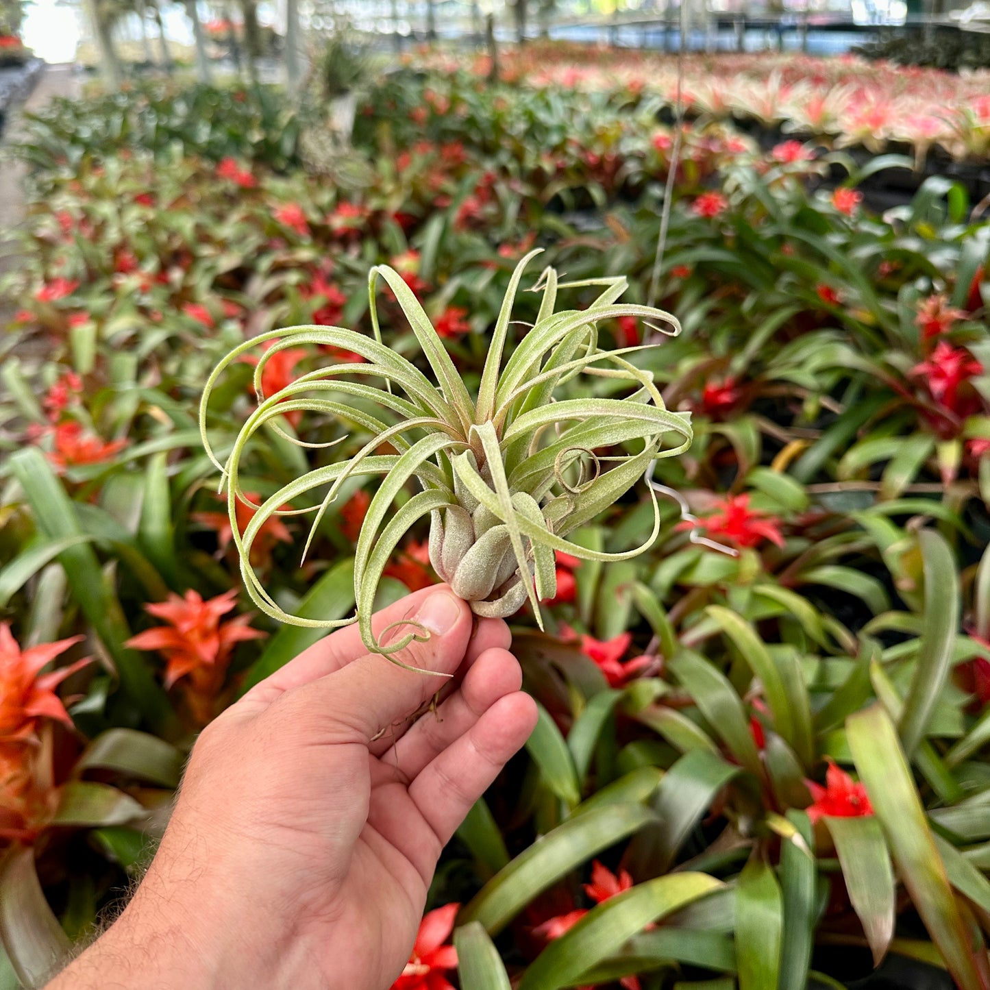Tillandsia ‘The Twisted Predator’ (T. ionantha Predator x T. streptophylla)