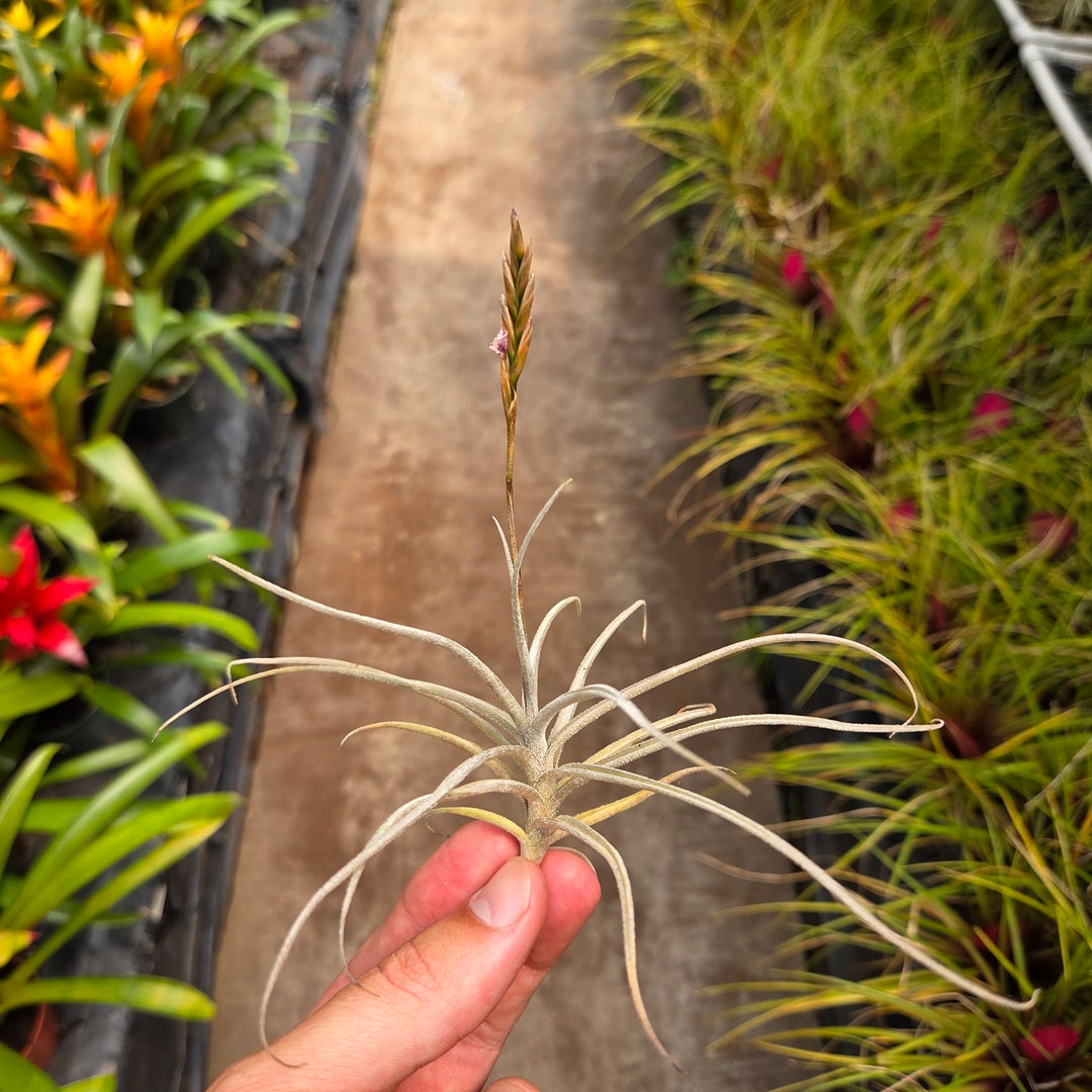 Tillandsia ‘Fragrant Sisters’ (T. reichenbachii x T. streptocarpa)