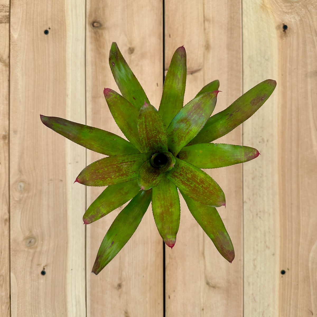 Neoregelia ‘Heart Ache’ (Neoregelia unknown x Neoregelia unknown)