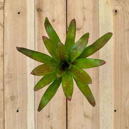 Neoregelia ‘Heart Ache’ (Neoregelia unknown x Neoregelia unknown)
